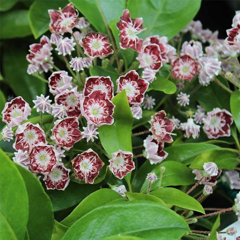 Kalmia latifolia Tad (Floración)