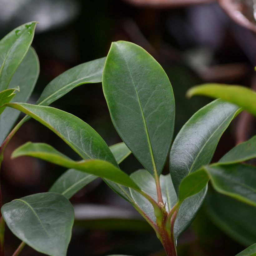 Kalmia latifolia You Can (Follaje)