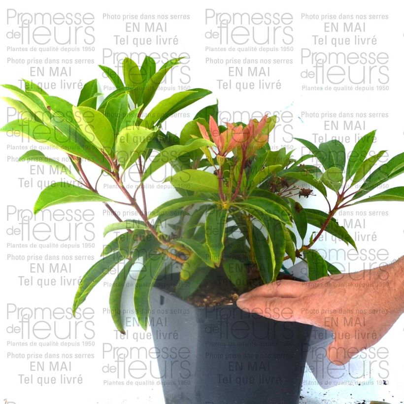 Ejemplo de ejemplar de Kalmia latifolia You Can - Laurier des montagnes en camaieu de rose Pot de 2L/3L tal y como se entrega