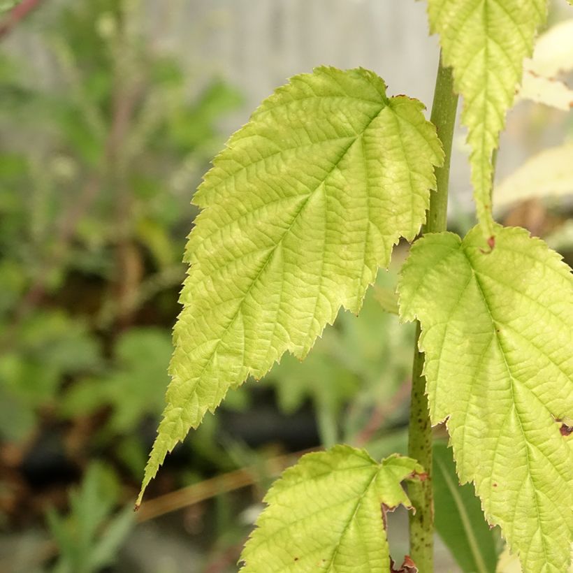 Kerria japonica Golden Guinea (Follaje)