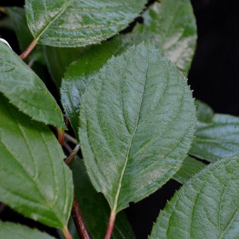 Kerria japonica Pleniflora (Follaje)