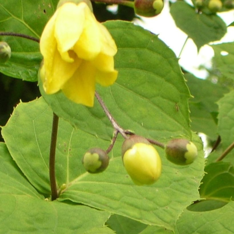 Kirengeshoma palmata (Floración)