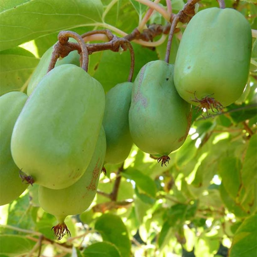 Mini kiwi Ambrosia (Hembra) - Actinidia arguta (Cosecha)