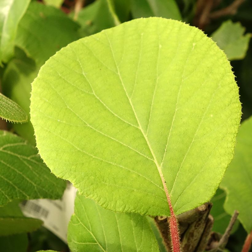 Kiwi Kiwidoo (Hembra) - Actinidia deliciosa (Follaje)