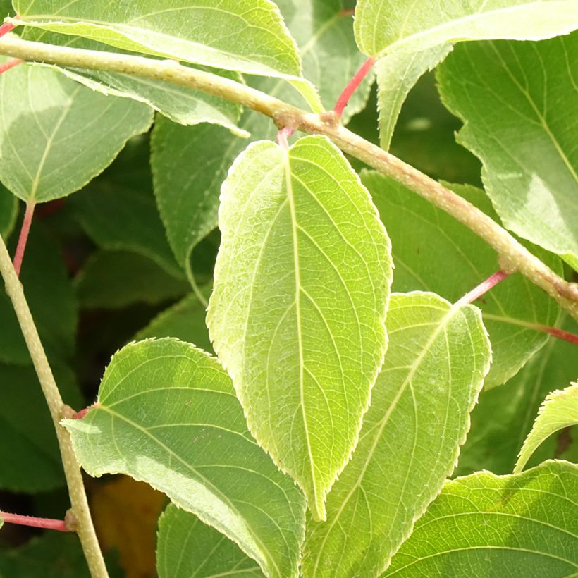 Mini kiwi Pink Jumbo - Actinidia arguta (Follaje)