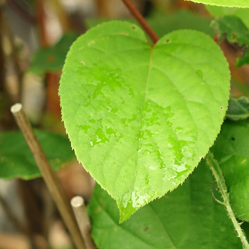 Mini kiwi Geneva (Hembra) - Actinidia arguta (Follaje)