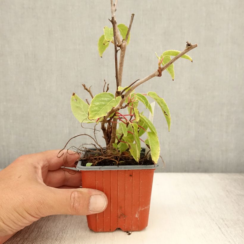 Ejemplar de Kiwi arguta Ken's Red (femelle) - Kiwai - Actinidia arguta en godet de 9cm entregado en verano