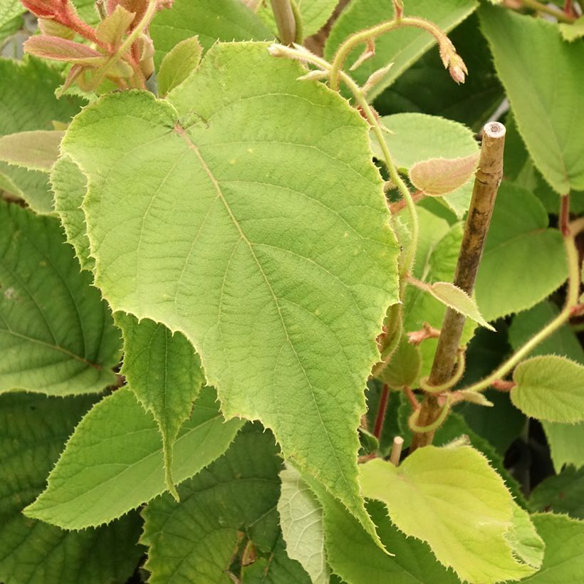 Kiwi Boskoop - Actinidia deliciosa (Follaje)