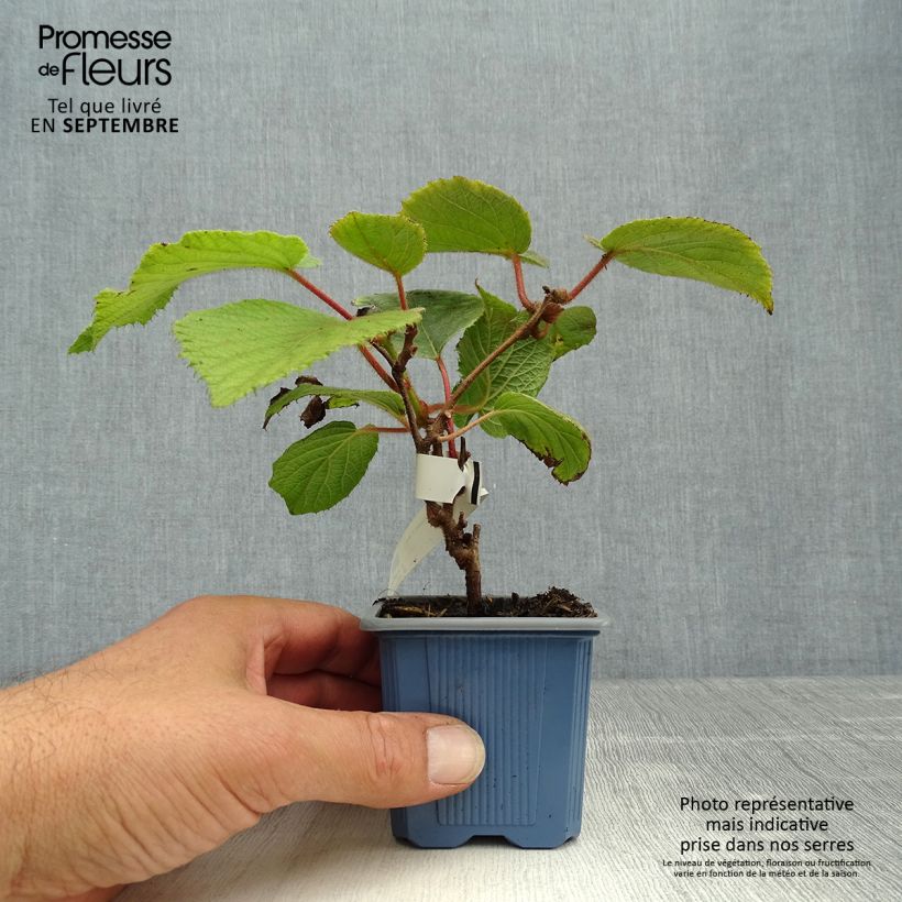 Ejemplar de Kiwi femelle - Actinidia chinensis Bruno en godet de 9cm entregado en otoño