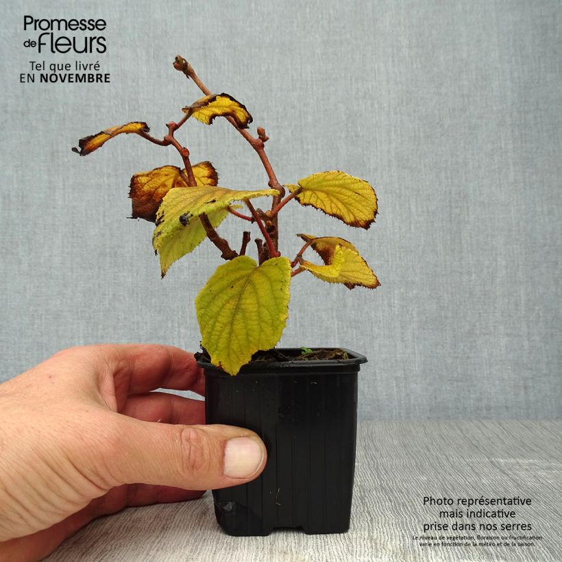 Ejemplar de Kiwi femelle - Actinidia deliciosa Monty en godet de 8/9cm entregado en otoño