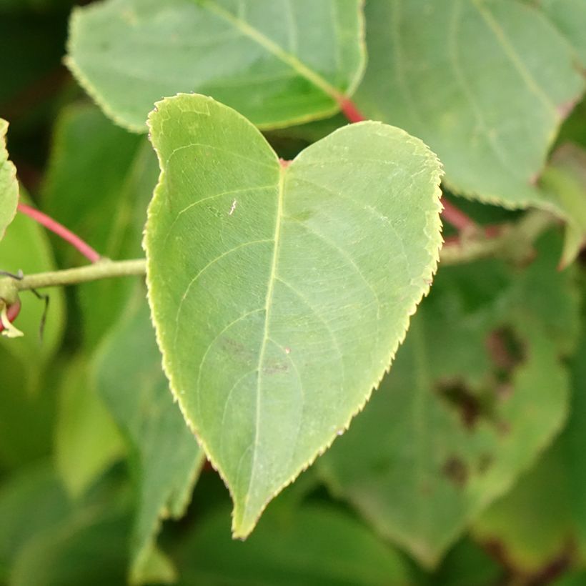 Mini kiwi Bingo (Hembra) - Actinidia arguta (Follaje)