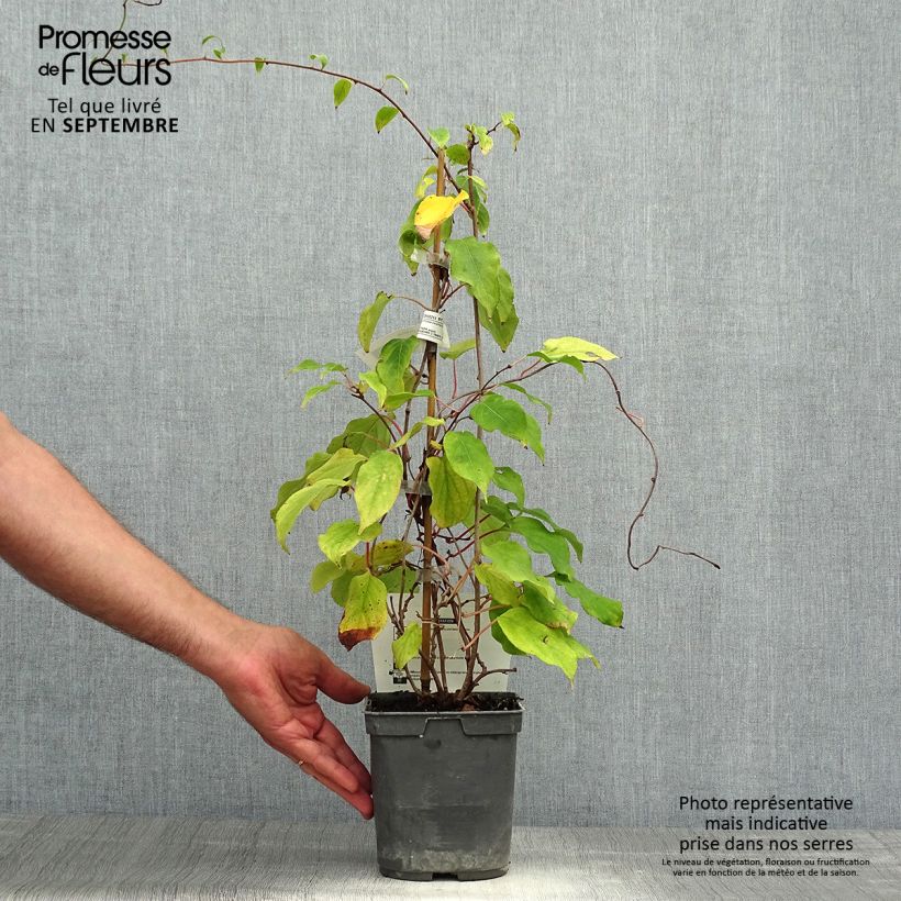 Ejemplar de Kiwi, Kiwai - Actinidia arguta Male Prince Jumbo Pot de 1.5L/2L entregado en otoño