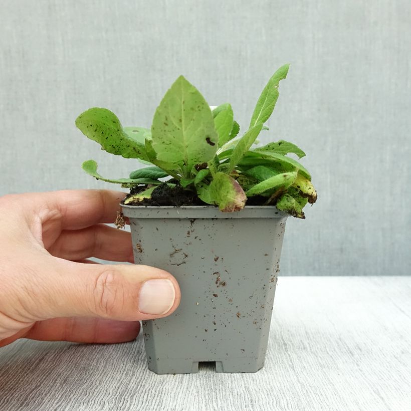 Ejemplar de Knautia macedonica Mars Midget - Petite scabieuse Godet de 9cm entregado en otoño