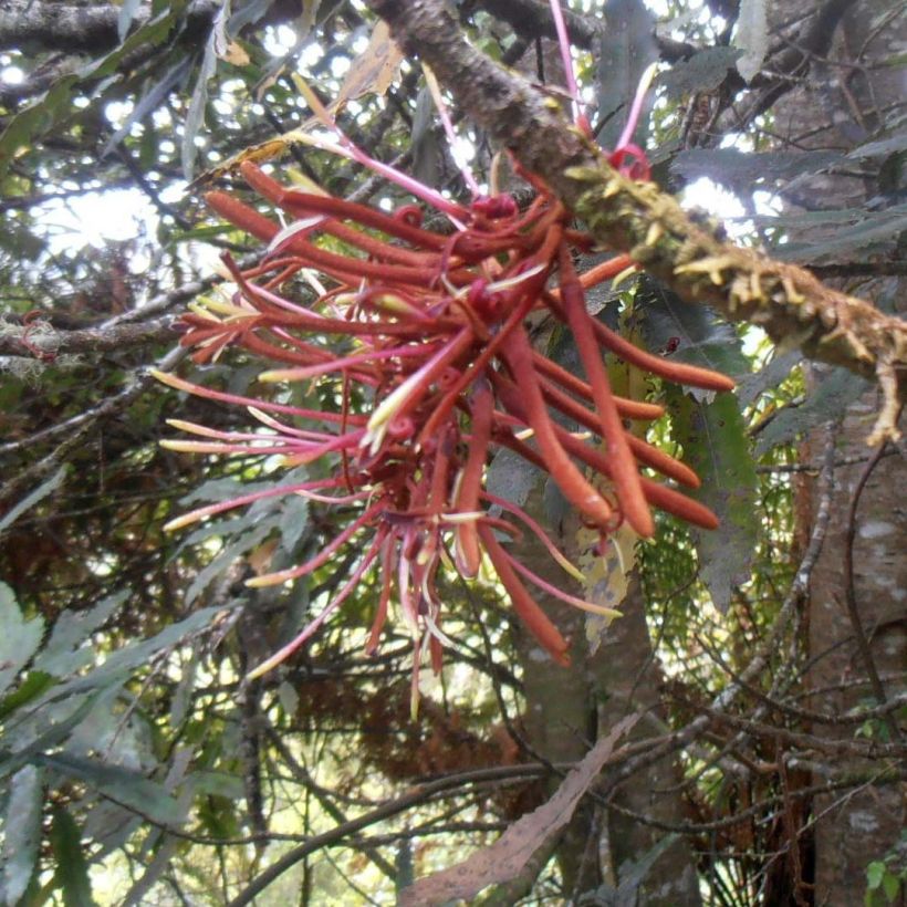 Knightia excelsa - Rewarewa (Floración)