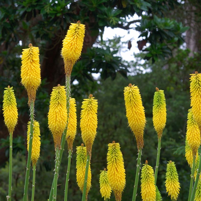 Kniphofia citrina (Floración)