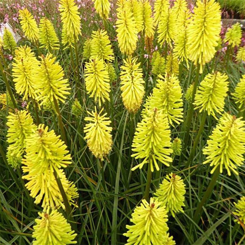 Kniphofia Dorset Sentry (Floración)