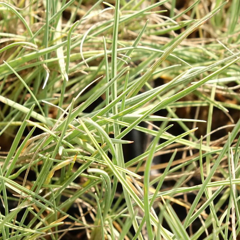 Koeleria glauca - Koeleria azul (Follaje)