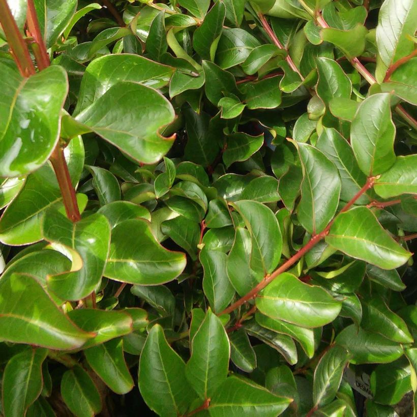 Árbol de Júpiter Violet d'Ete - Lagerstroemia indica (Follaje)