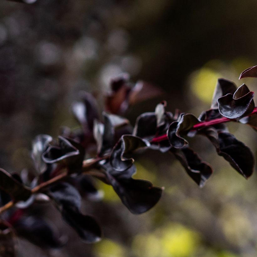 Árbol de Júpiter Black Diamond Lavender Lace - Lagerstroemia indica (Follaje)