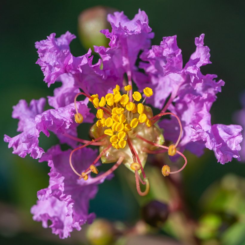 Árbol de Júpiter Black Diamond Lavender Lace - Lagerstroemia indica (Floración)