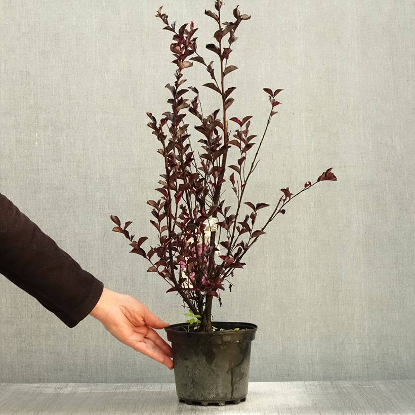 Ejemplar de Lagerstroemia indica Black Solitaire (Black Diamond) Purely Purple - Lilas des Indes Pot de 3L/4L entregado en otoño