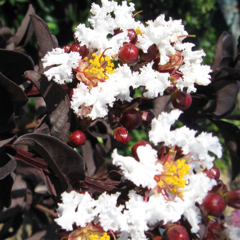 Árbol de Júpiter Black Solitaire Pure White - Lagerstroemia indica (Floración)