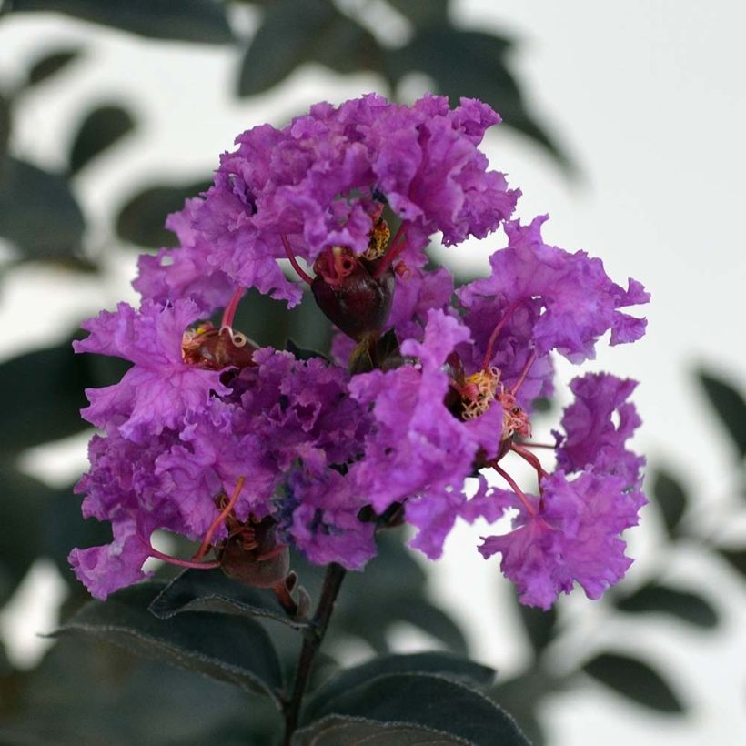 Árbol de Júpiter Black Solitaire Purely Purple - Lagerstroemia indica (Floración)