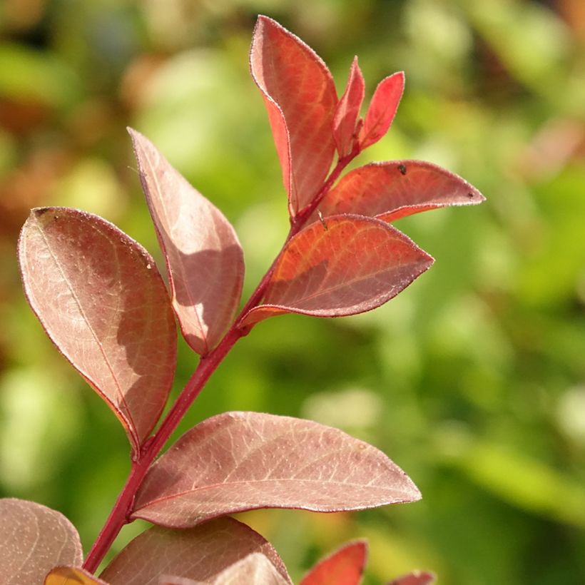 Árbol de Júpiter Cherry - Lagerstroemia indica (Follaje)