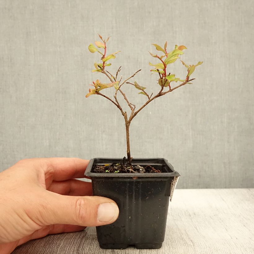 Ejemplar de Lagerstroemia indica Cherry 'Lelaro' (Bouquet Rouge) - Lilas des Indes  - Godet de 8/9 cm entregado en otoño