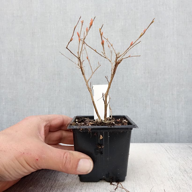 Árbol de Júpiter Cherry - Lagerstroemia indica Maceta de 8/9 cm Ejemplar entregado en la primavera