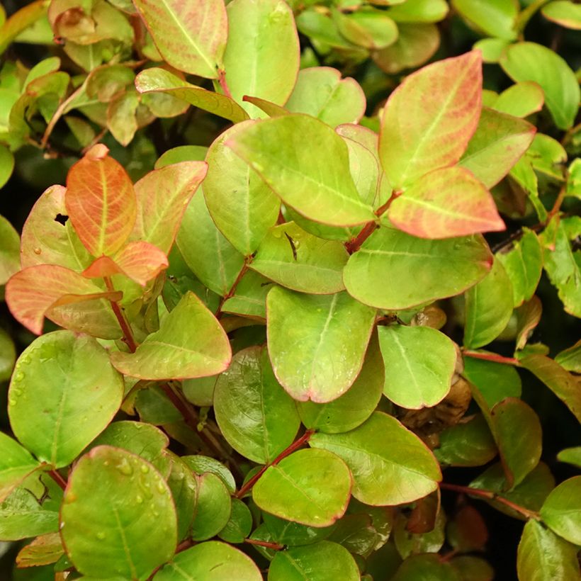 Árbol de Júpiter Dynamite - Lagerstroemia indica (Follaje)