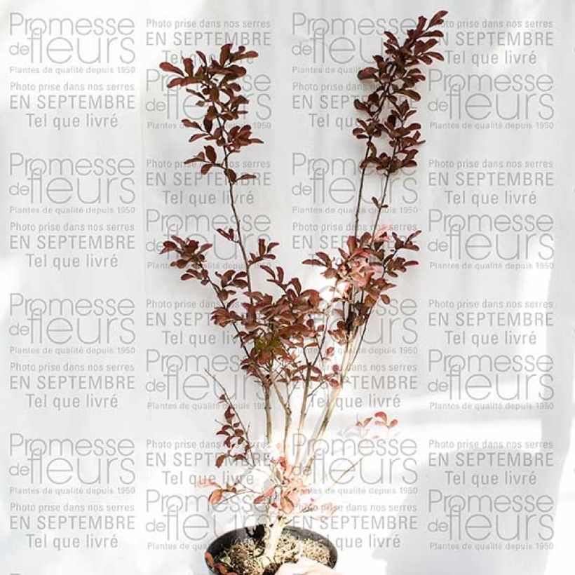 Ejemplo de ejemplar de Lagerstroemia indica Mauve - Lilas des Indes Pot de 2L/3L tal y como se entrega