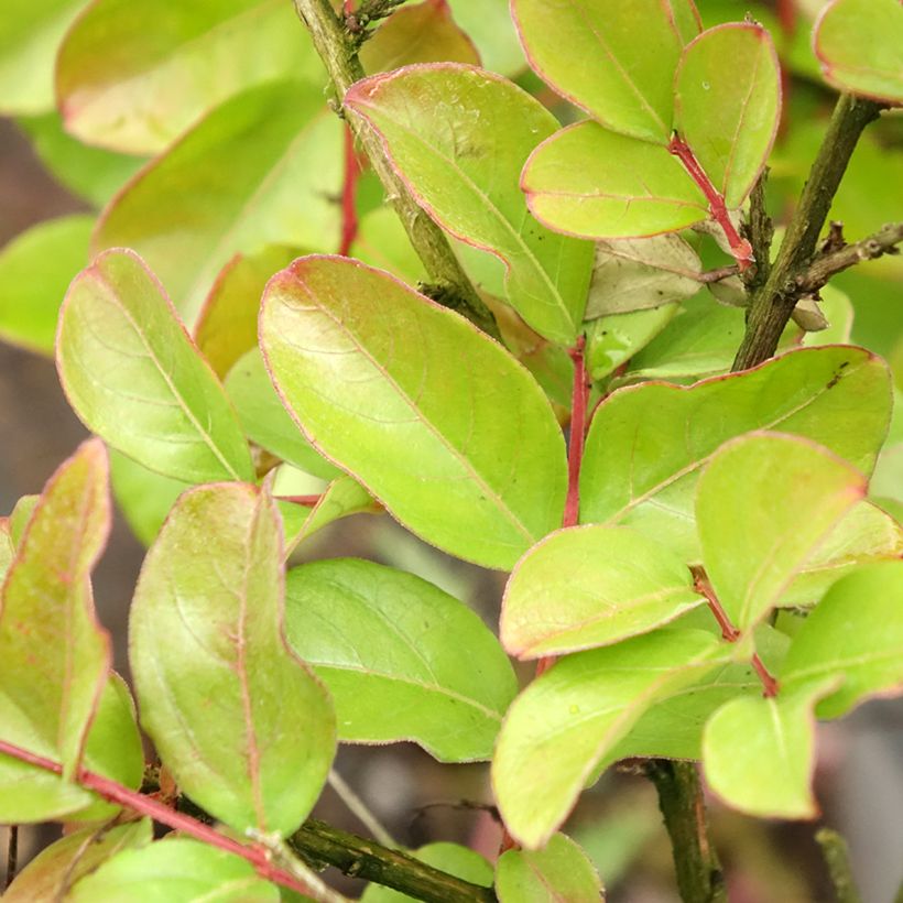 Árbol de Júpiter Pecharmant - Lagerstroemia indica (Follaje)