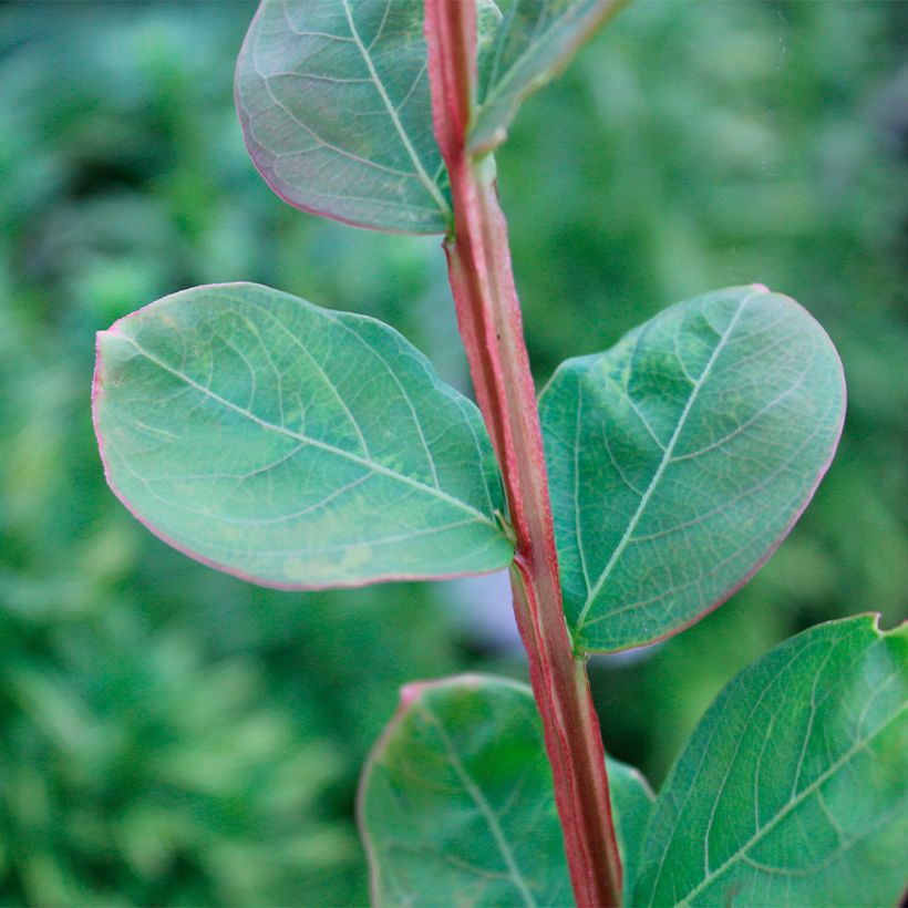 Árbol de Júpiter Petite Canaille mauve - Lagerstroemia indica (Follaje)