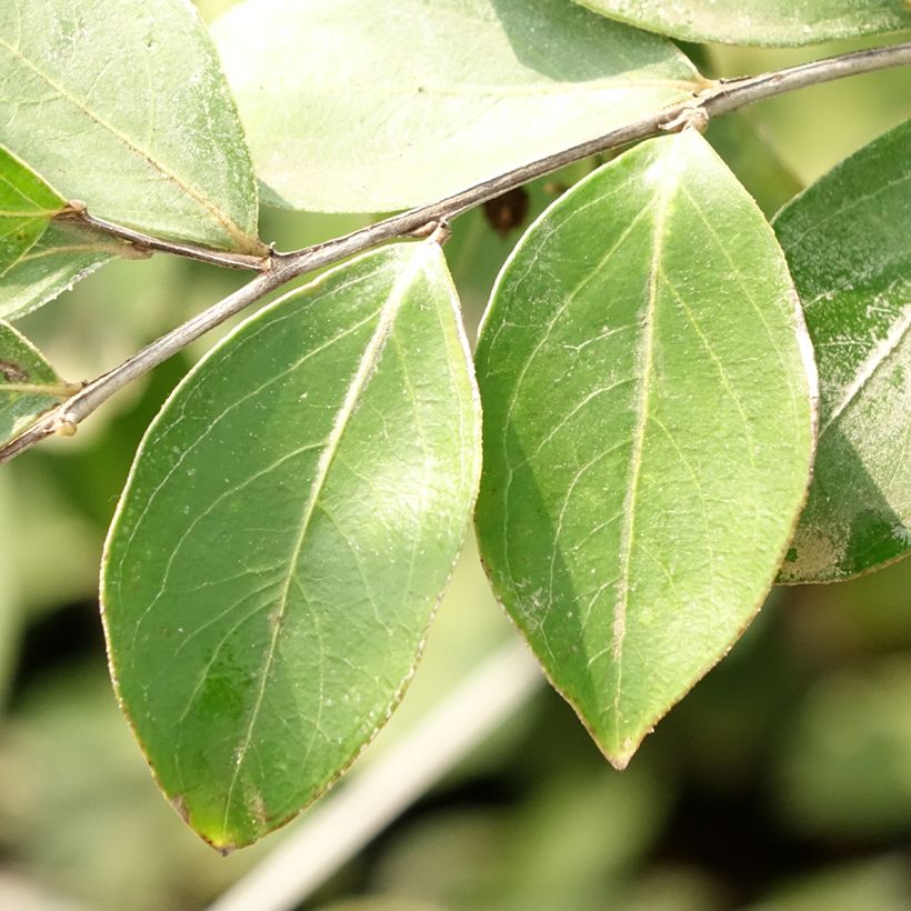 Árbol de Júpiter Pixie White - Lagerstroemia indica (Follaje)