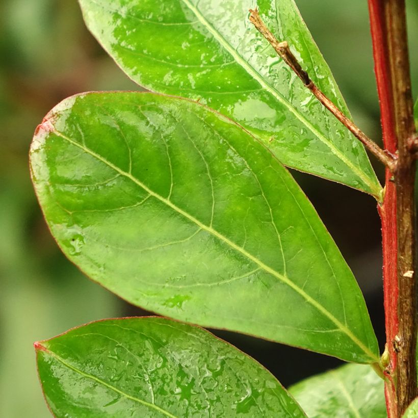 Árbol de Júpiter Red imperator - Lagerstroemia indica (Follaje)