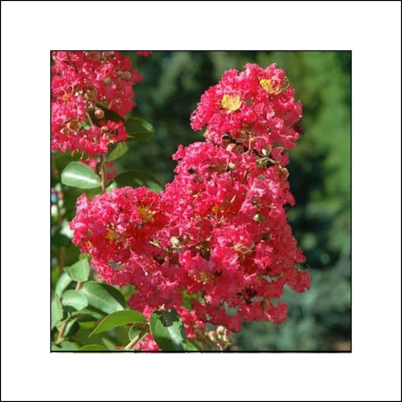 Árbol de Júpiter Rubra - Lagerstroemia indica (Floración)