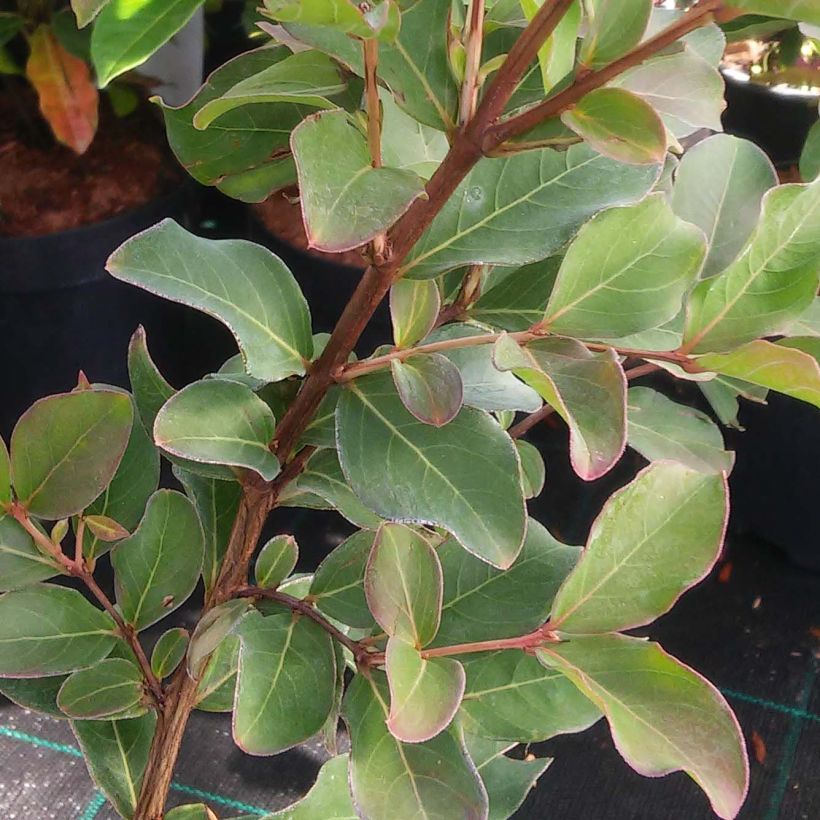 Árbol de Júpiter Summer Beauty Hope - Lagerstroemia indica (Follaje)