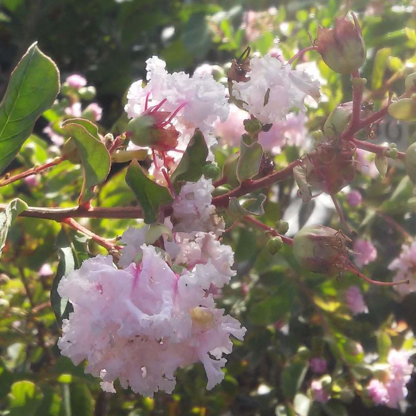 Árbol de Júpiter Summer Beauty Hope - Lagerstroemia indica (Floración)