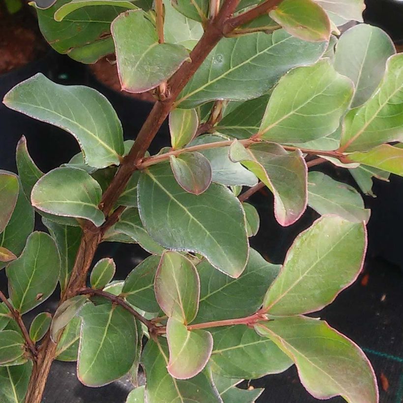 Árbol de Júpiter Summer Charm Acoma - Lagerstroemia indica (Follaje)