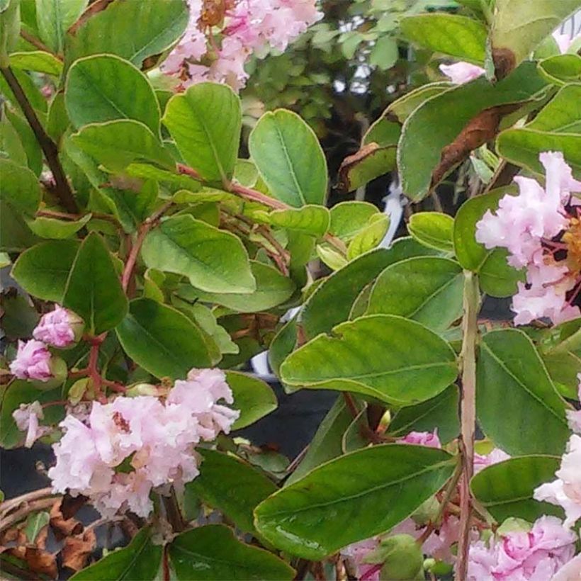 Árbol de Júpiter Summer Charm Hopi - Lagerstroemia indica (Follaje)