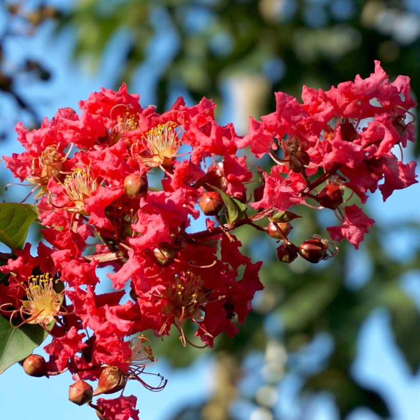 Árbol de Júpiter Summer Charm Tuscarora - Lagerstroemia indica (Floración)