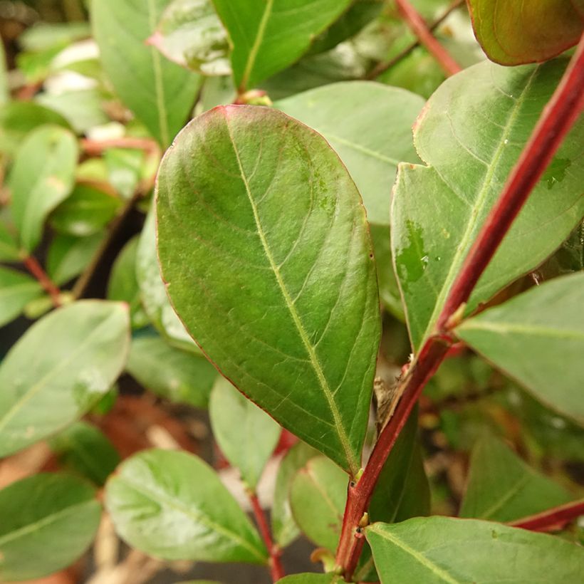 Árbol de Júpiter Terrasse Rouge - Lagerstroemia indica (Follaje)