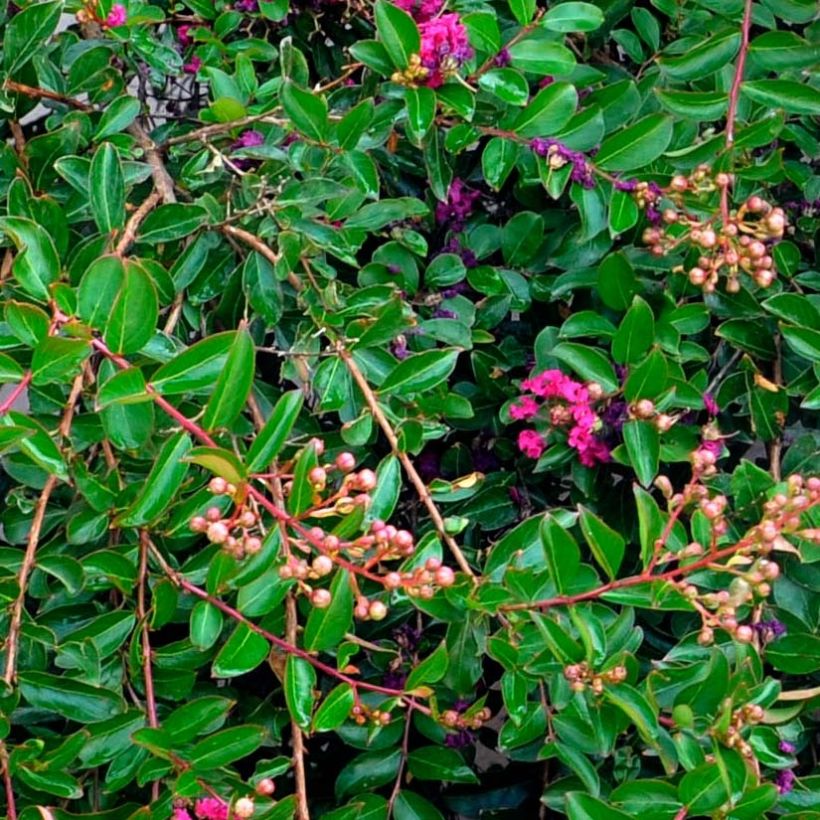 Árbol de Júpiter Mimie Fucsia - Lagerstroemia indica (Follaje)