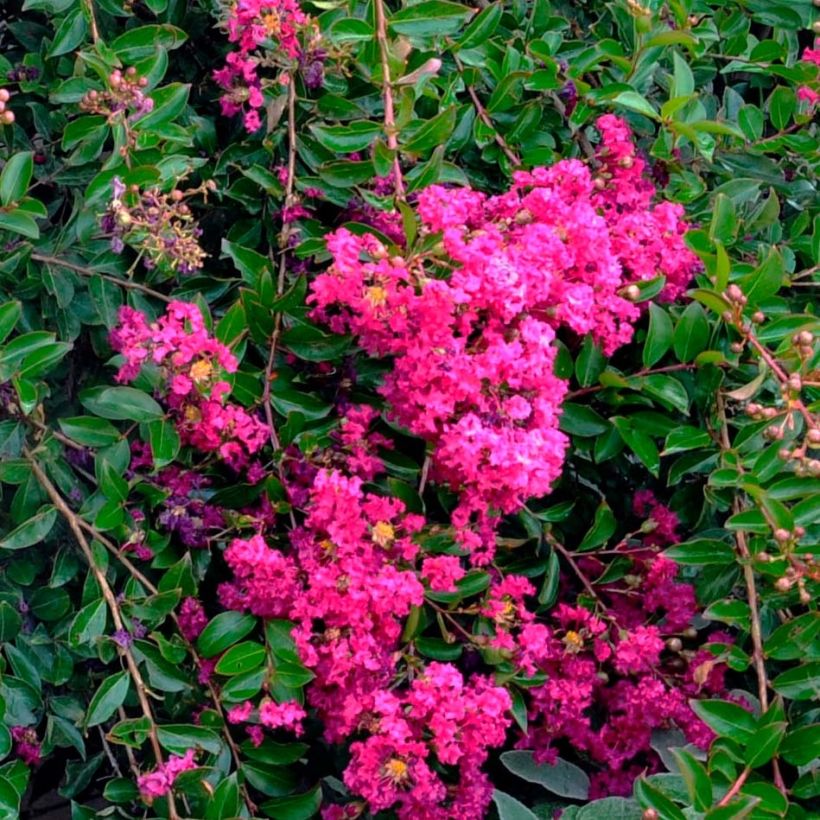 Árbol de Júpiter Mimie Fucsia - Lagerstroemia indica (Floración)