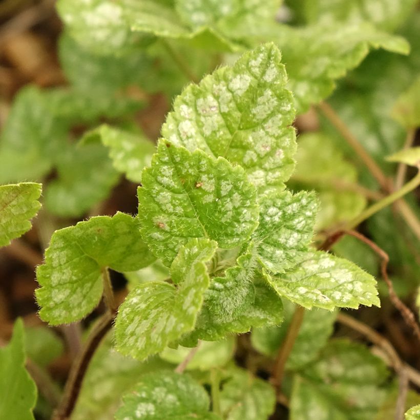 Lamium galeobdolon Kirkcudbright Dwarf - Arcángel amarillo (Follaje)