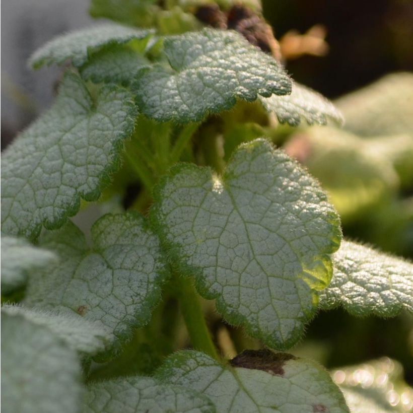 Lamium maculatum White Nancy (Follaje)