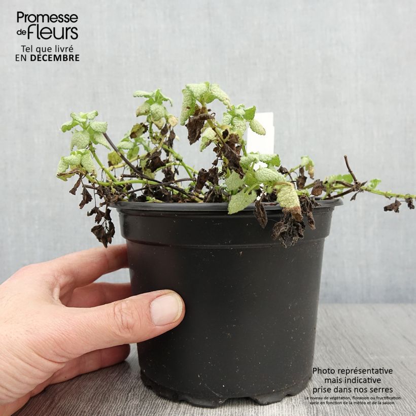 Ejemplar de Lamium maculatum White Nancy - Lamier blanc en pot de 2/3 litres entregado en otoño