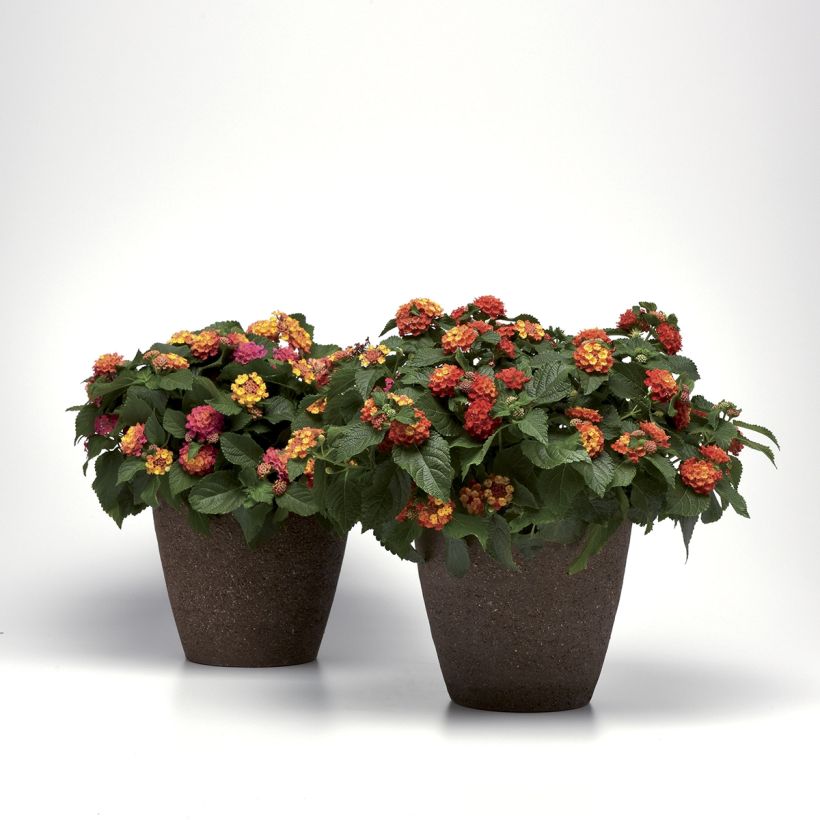 Lantana camara Bloomify Red (Porte)