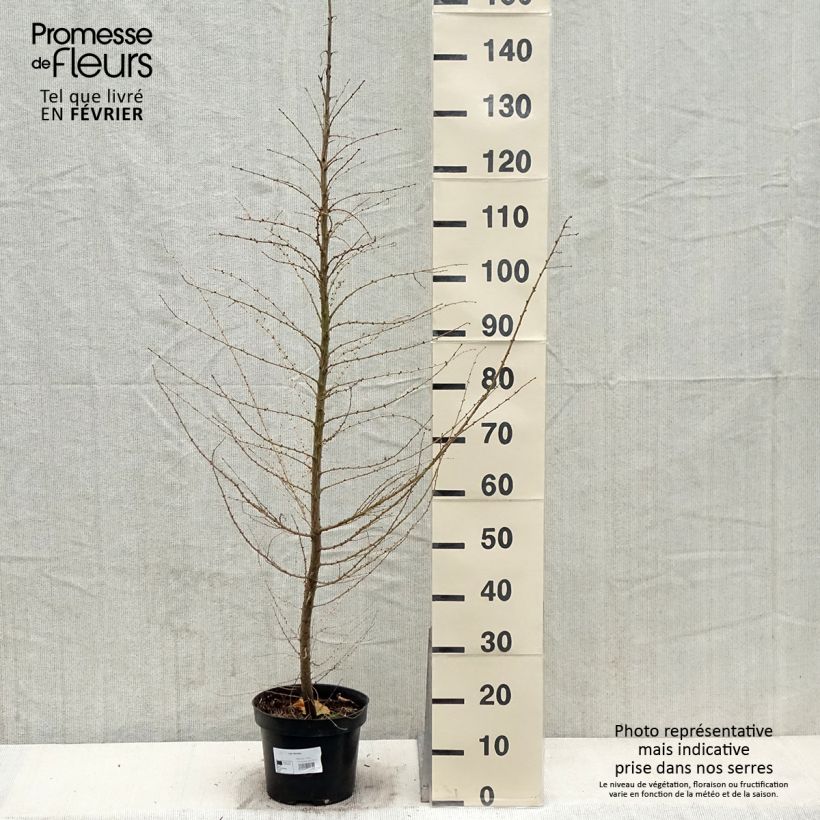 Larix decidua - Mélèze d'Europe Pot de 4L/5L Ejemplar entregado en invierno